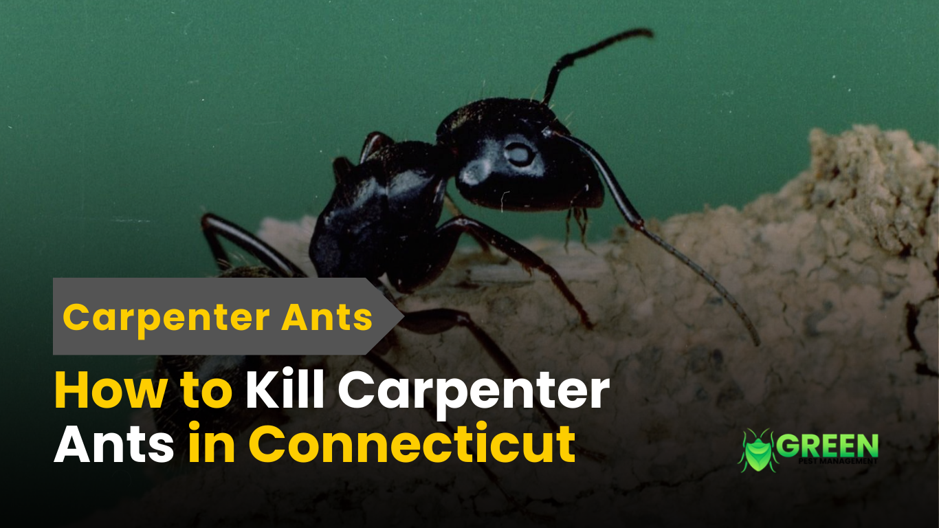 How to kill carpenter ants in wood structures and protect your home