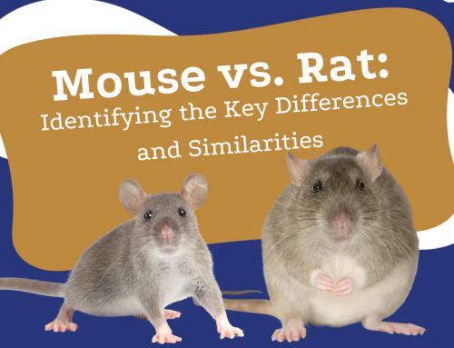 Mice vs Rats: The Biggest Controversy of 2025 – Why It Matters In Connecticut
