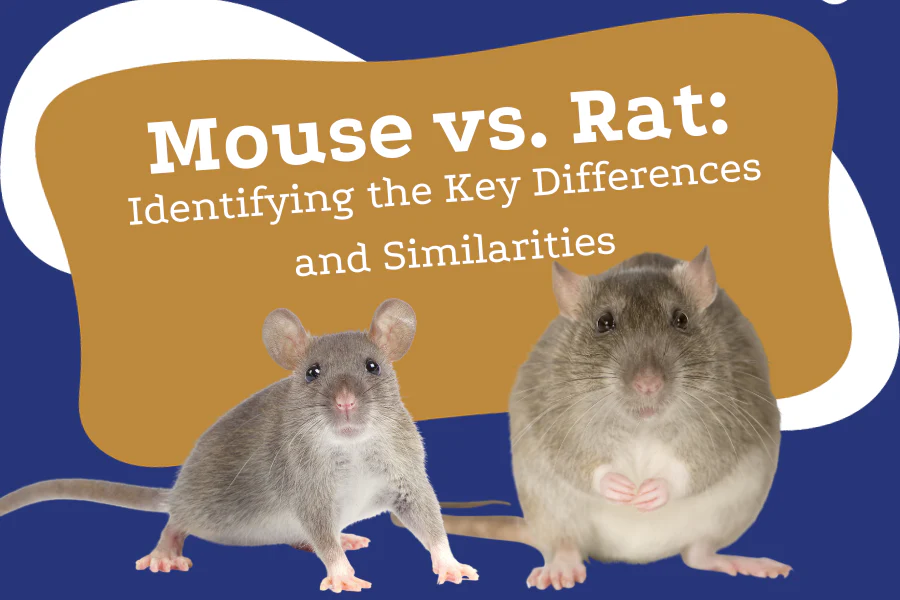 mouse vs rats