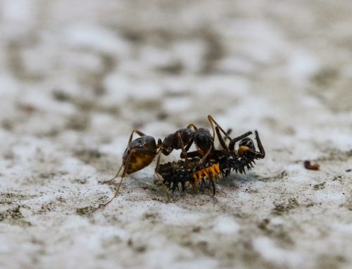 Ant Pest Control Cost Guide: What to Expect and How to Save In 2025
