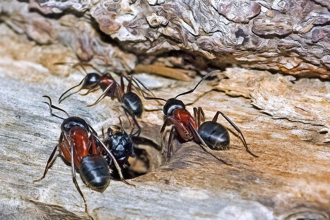 carpenter ants