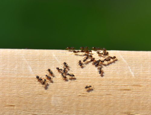 How to Get Rid of Carpenter Ants in Your House