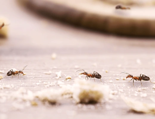 09 Natural Methods to Remove Ants: A Remedy Guide to Pest Control 2025 
