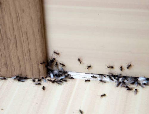 5 DIY Ant Control Methods: Effective Solutions to Keep Your Home Ant-Free