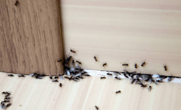 Diy ant control methods