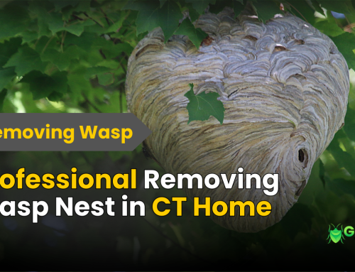 Emergency Wasp Removal in CT: Fast and Safe Solutions in 2025