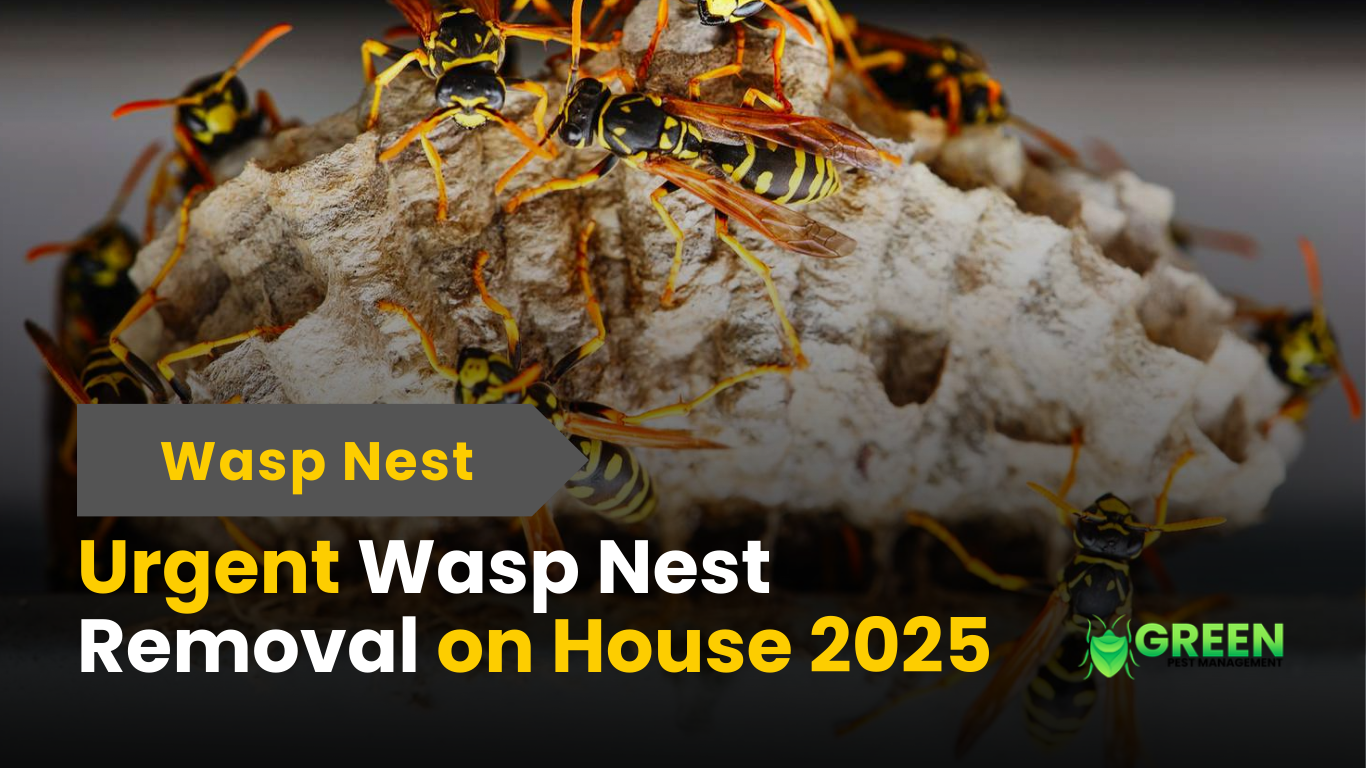 Urgent Wasp Nest on House? | 2025 wap Removal Solutions in ct