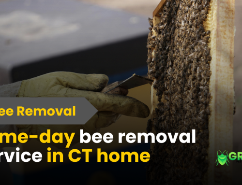 Same-Day Bee Removal in CT: Fast & Professional Pest Control