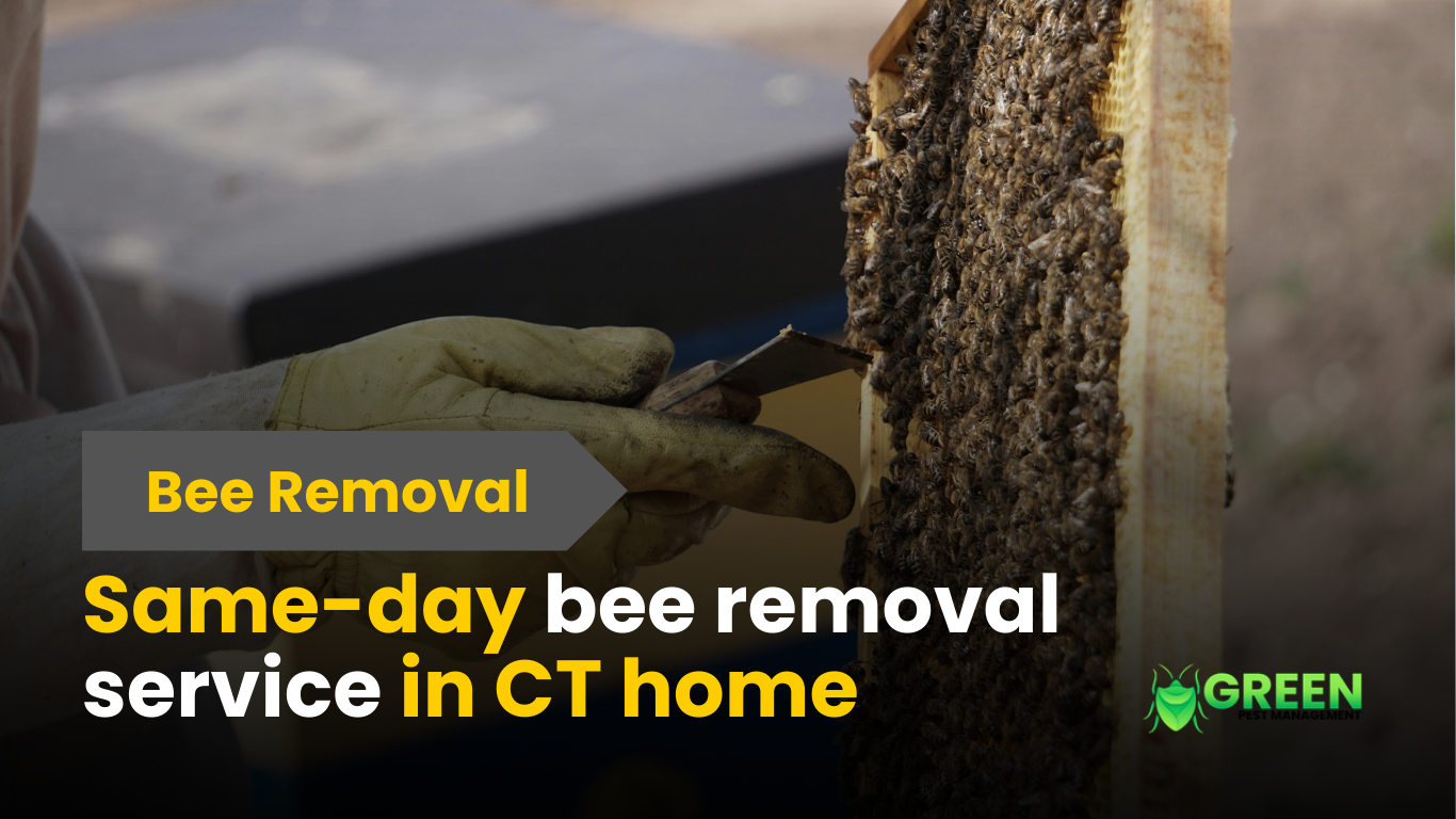 Same-Day Bee Removal in CT home | bee removal service in CT home