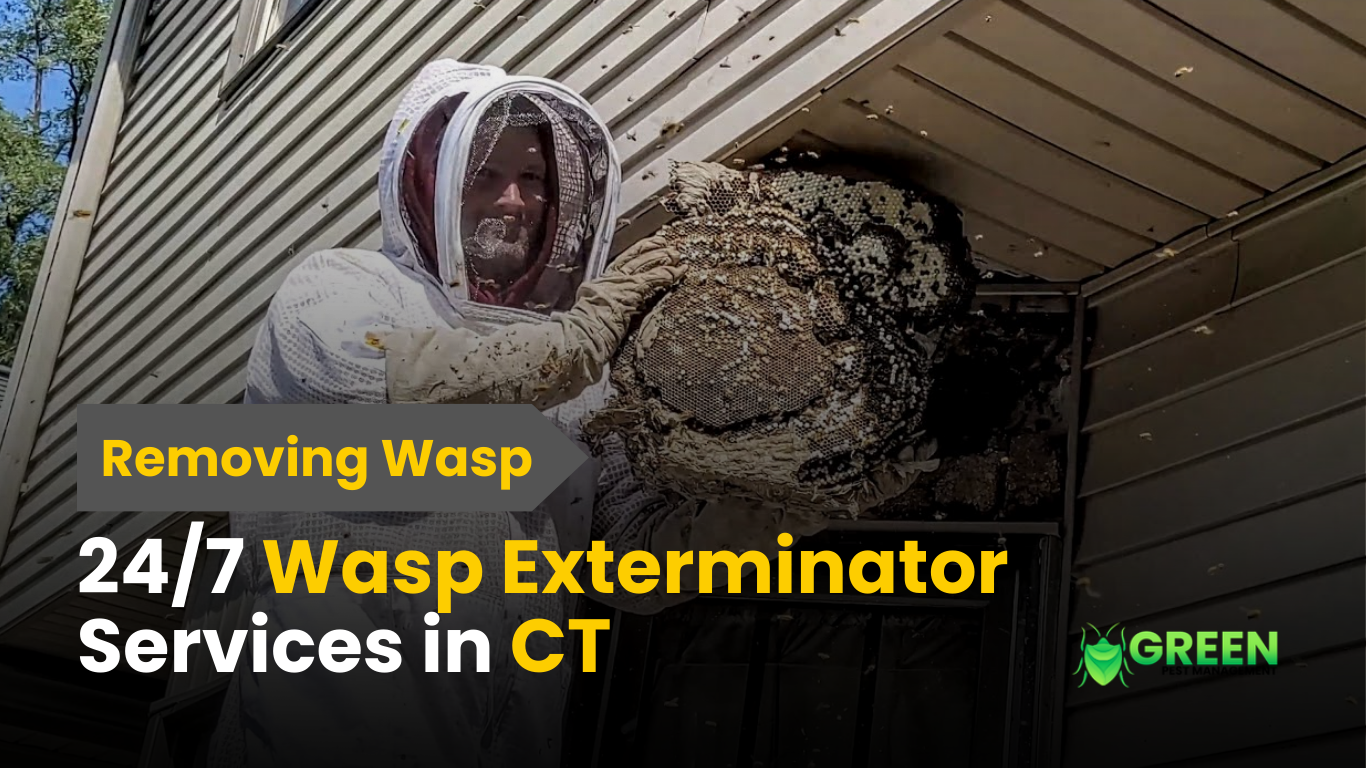 24/7 wasp exterminator safely removing wasp nest in CT | 24/7 Wasp Exterminator Services in CT