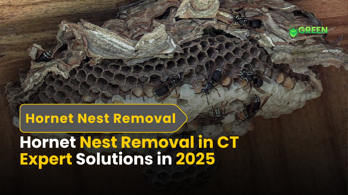 Hornet Nest Removal in CT Expert Solutions in 2025