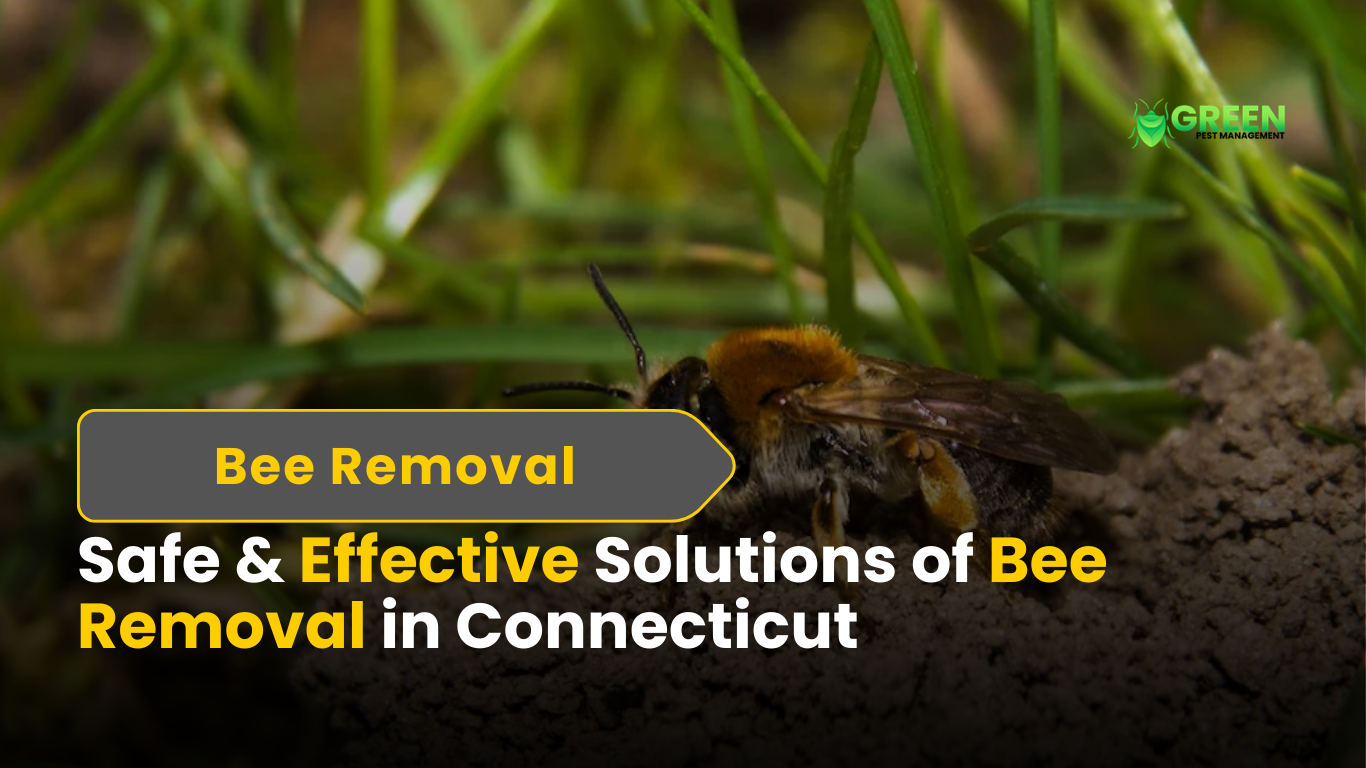 Professional Bee Removal in Connecticut Safe & Effective Solutions