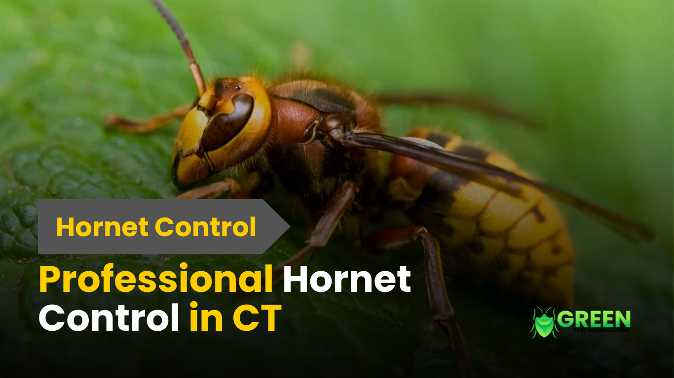 Immediate Hornet Control in CT 2025 | Get fast, reliable hornet control in CT. Professional pest removal to protect your home or business from stings and infestations.