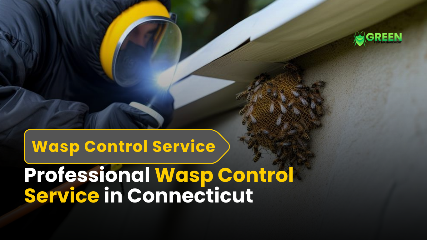 Professional Wasp Control Service in CT | how to remove wasp nest in CT