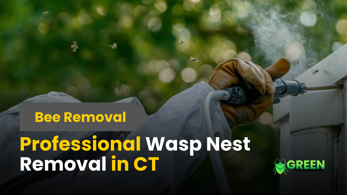 professional Wasp Nest Removal near me | professional Wasp Nest Removal in CT