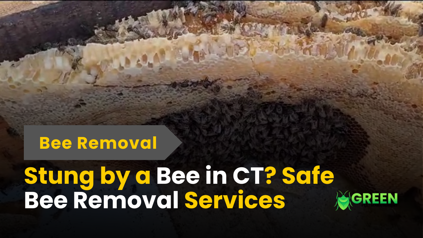 Stung by a Bee in CT Safe Bee Removal Services You Can Trust.png
