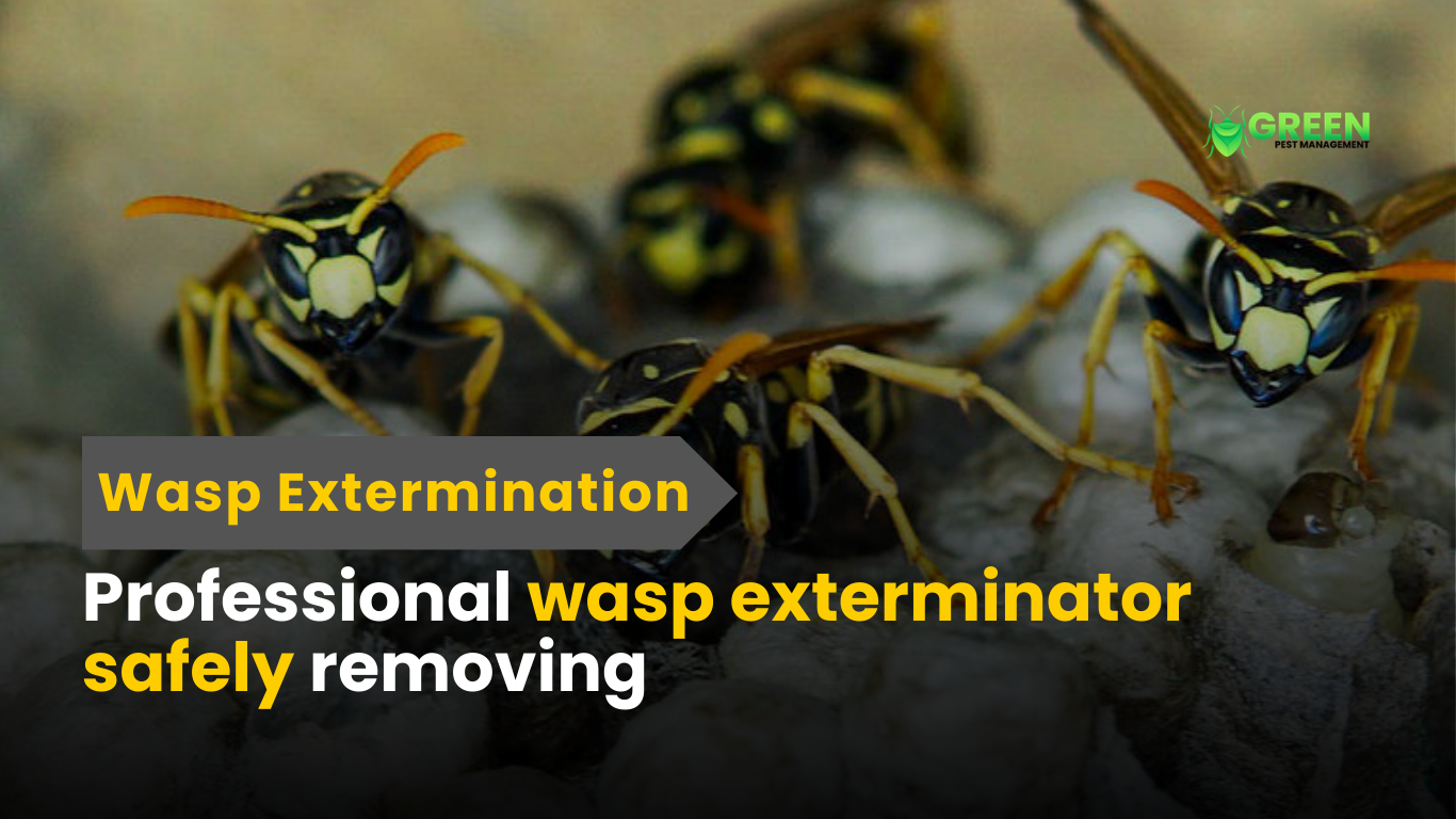 Wasp Extermination in Connecticut