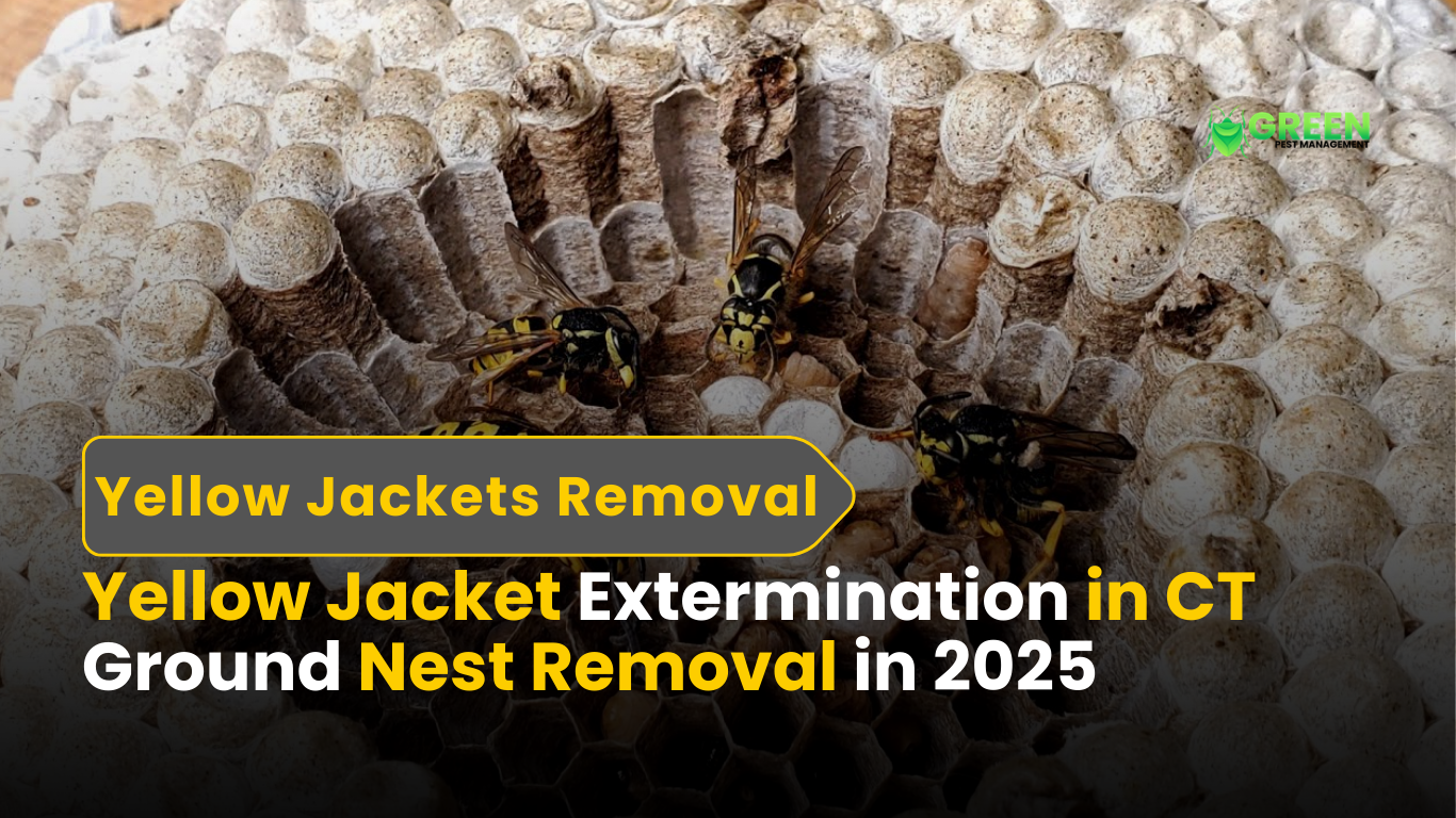 Yellow Jacket Extermination in CT Ground Nest Removal in 2025