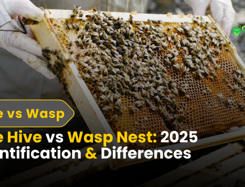 Bee Hive vs Wasp Nest: 2025 Identification & Differences