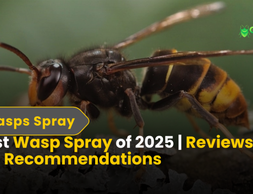 Best Wasp Spray of 2025 | Reviews & Pro Recommendations