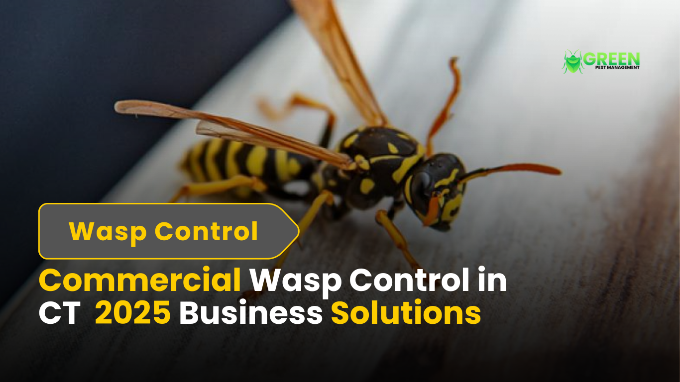 Commercial Wasp Control in CT 2025 Business Solutions