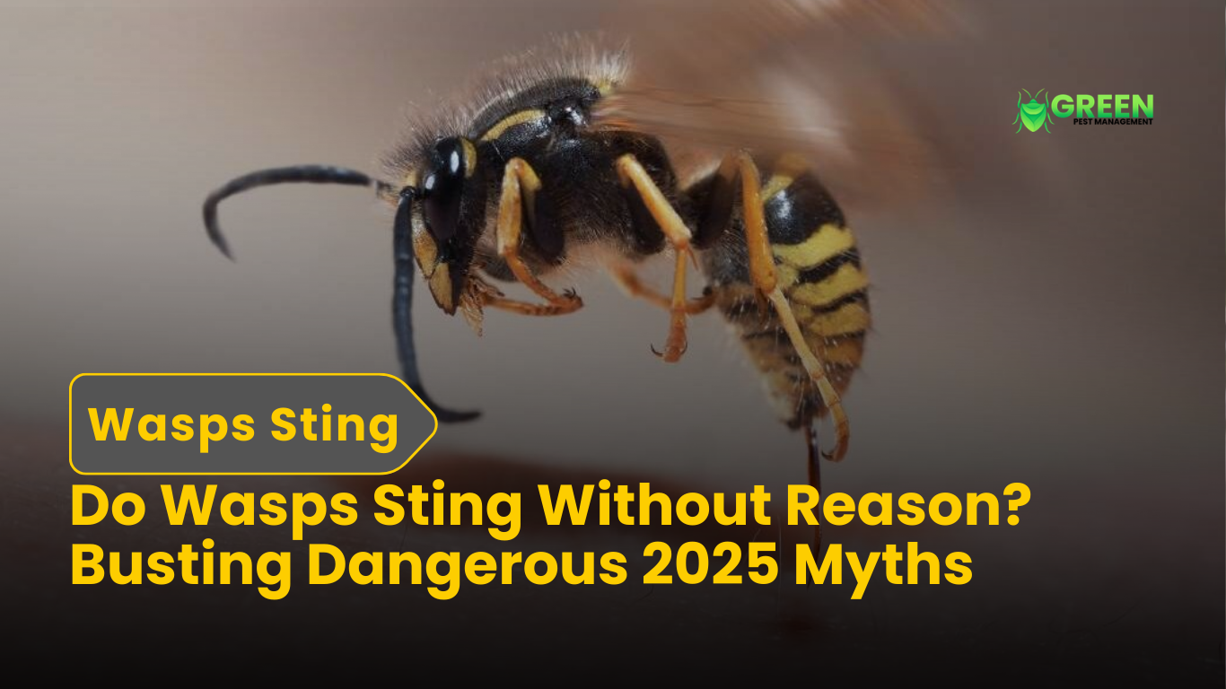 Do Wasps Sting Without Reason Busting Dangerous 2025 Myths