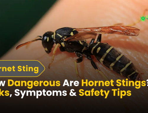 How Dangerous Are Hornet Stings? A 2025 Health Review