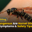 How Dangerous Are Hornet Stings Risks, Symptoms & Safety Tips