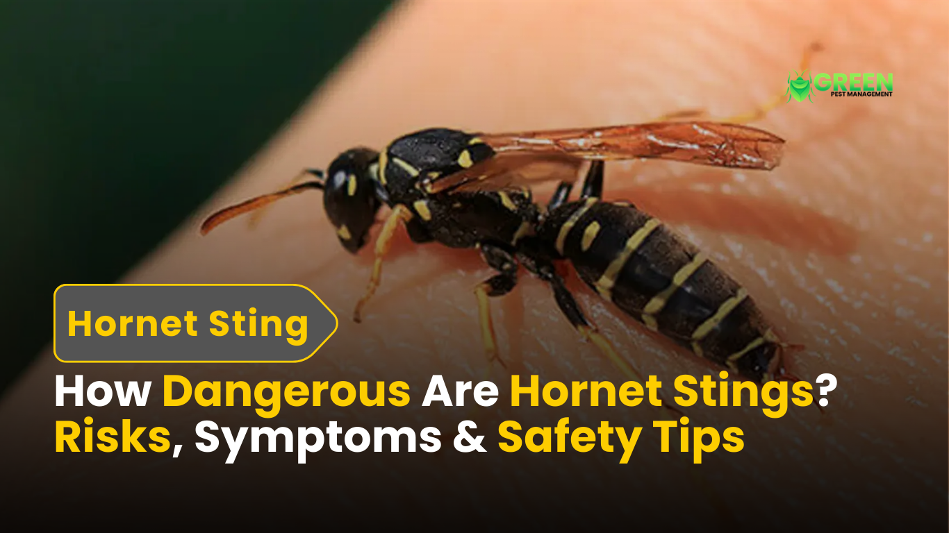 How Dangerous Are Hornet Stings Risks, Symptoms & Safety Tips