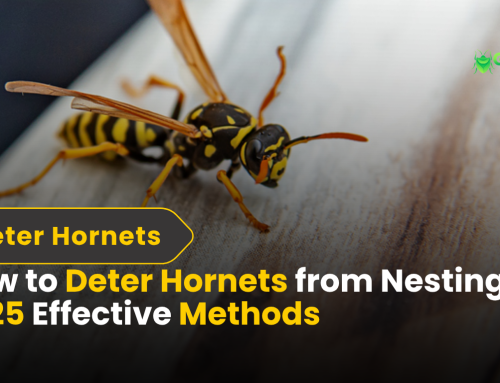 How to Deter Hornets from Nesting | 2025 Effective Methods