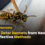 How to Deter Hornets from Nesting 2025 Effective Methods
