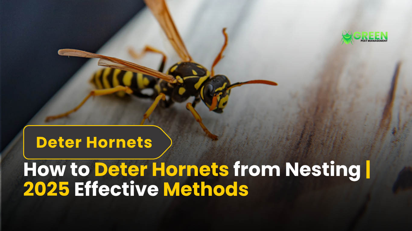 How to Deter Hornets from Nesting 2025 Effective Methods