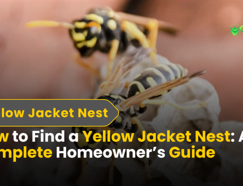 How to Find a Yellow Jacket Nest | 2025 Safety Tips