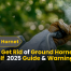 How to Get Rid of Ground Hornets Yourself 2025 Guide & Warnings