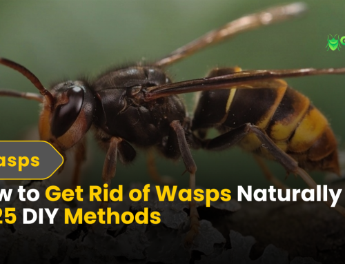 How to Get Rid of Wasps Naturally | 2025 DIY Methods (And Their Risks)