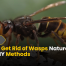 How to Get Rid of Wasps Naturally 2025 DIY Methods
