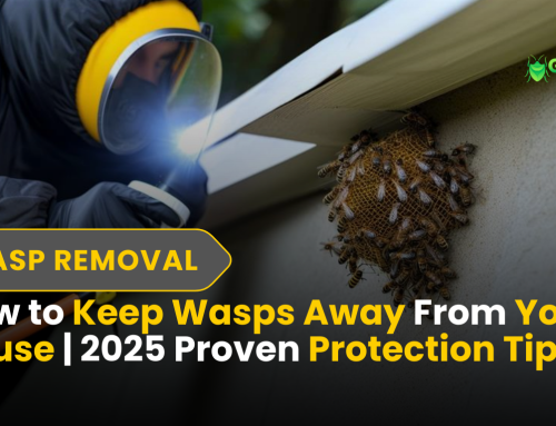 How to Keep Wasps Away From Your House | 2025 Prevention Tips
