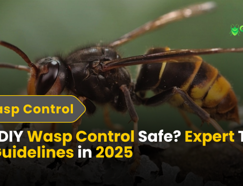 Is DIY Wasp Control Safe? Expert Tips & Guidelines in 2025