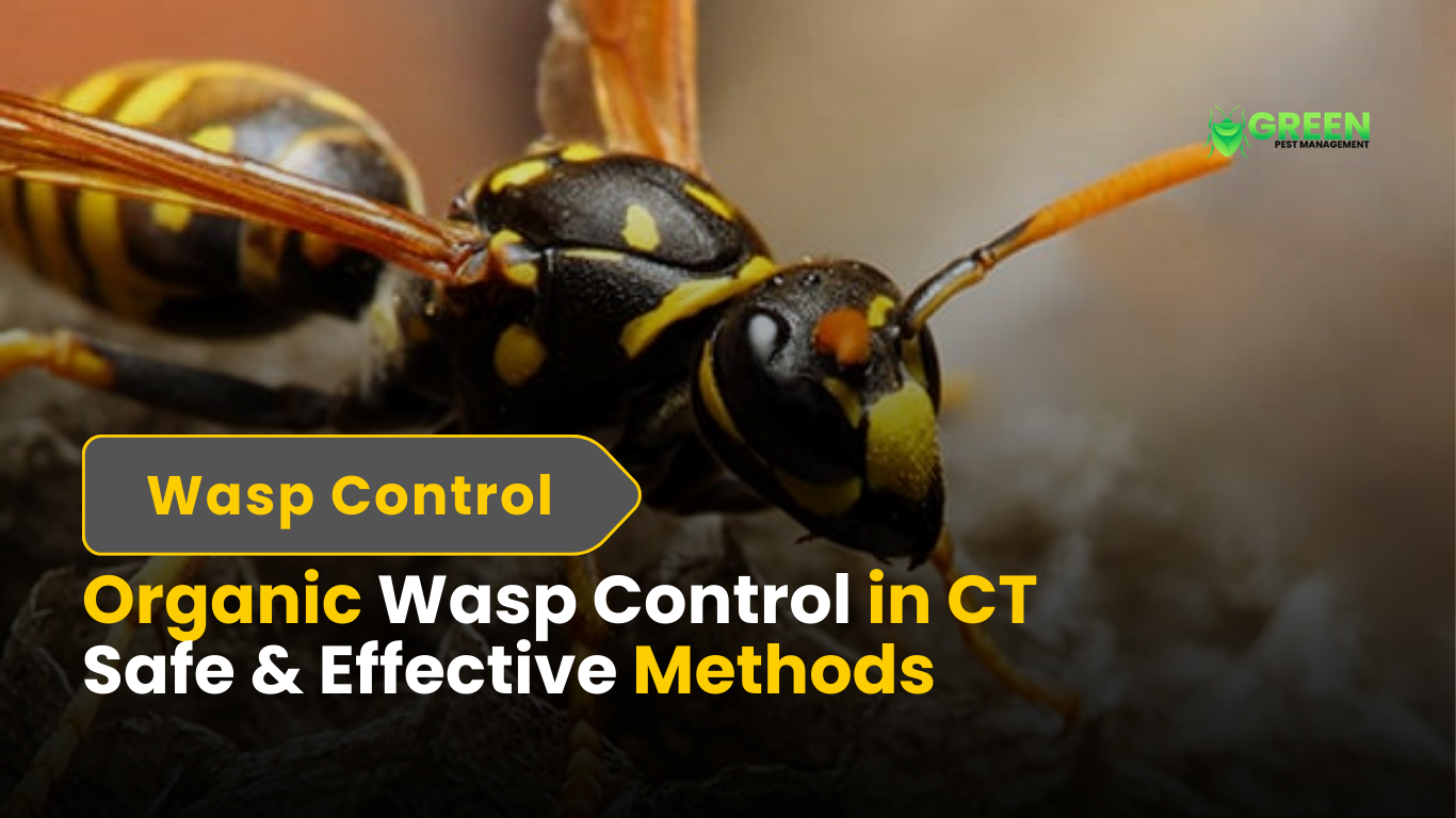 Organic Wasp Control in CT Safe & Effective Methods