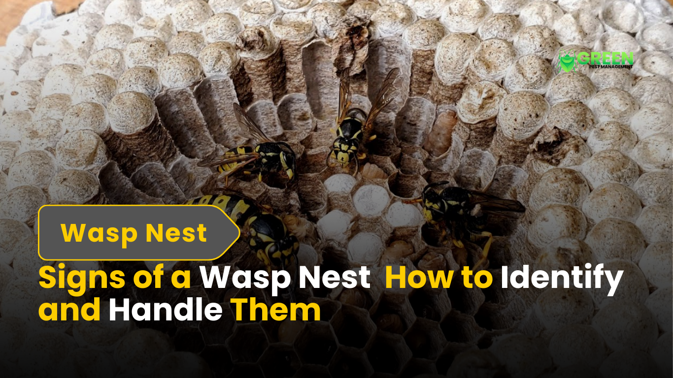 Signs of a Wasp Nest How to Identify and Handle Them.