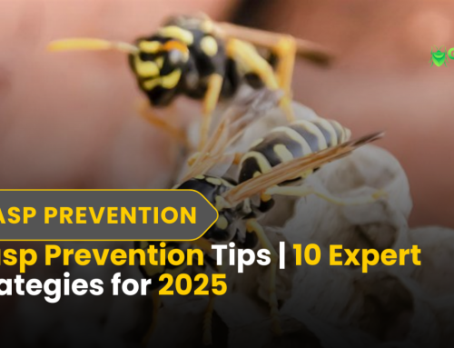 Deadly Wasp Threats? Wasp Prevention Tips for 2025
