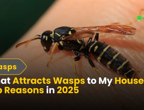 What Attracts Wasps to My House? Top Reasons in 2025