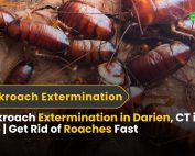 Good Lawn Maintenance with Pest Control 5 Need cockroach extermination in Darien, CT? Green Pest Management offers safe, fast, eco-friendly roach control for homes and businesses.