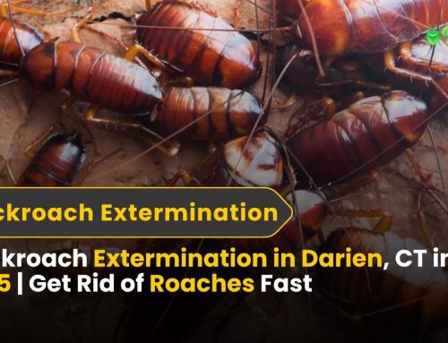 Cockroach Extermination in Darien, CT (2025) | Fast, Safe Roach Removal Experts
