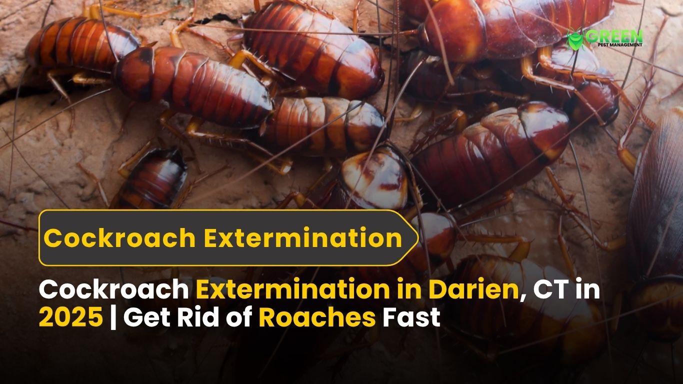 Need cockroach extermination in Darien, CT? Green Pest Management offers safe, fast, eco-friendly roach control for homes and businesses.