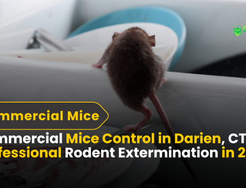 Commercial Mice Control in Darien, CT | Professional Rodent Extermination in 2025
