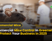 Commercial Mice Control in Greenwich CT Protect Your Business in 2025