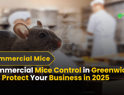 Commercial Mice Control in Greenwich CT | Protect Your Business in 2025
