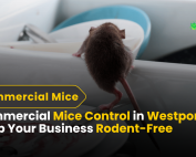 Commercial Mice Control in Westport CT Keep Your Business Rodent-Free