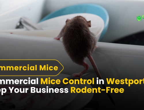 Commercial Mice Control in Westport CT: Keep Your Business Rodent-Free